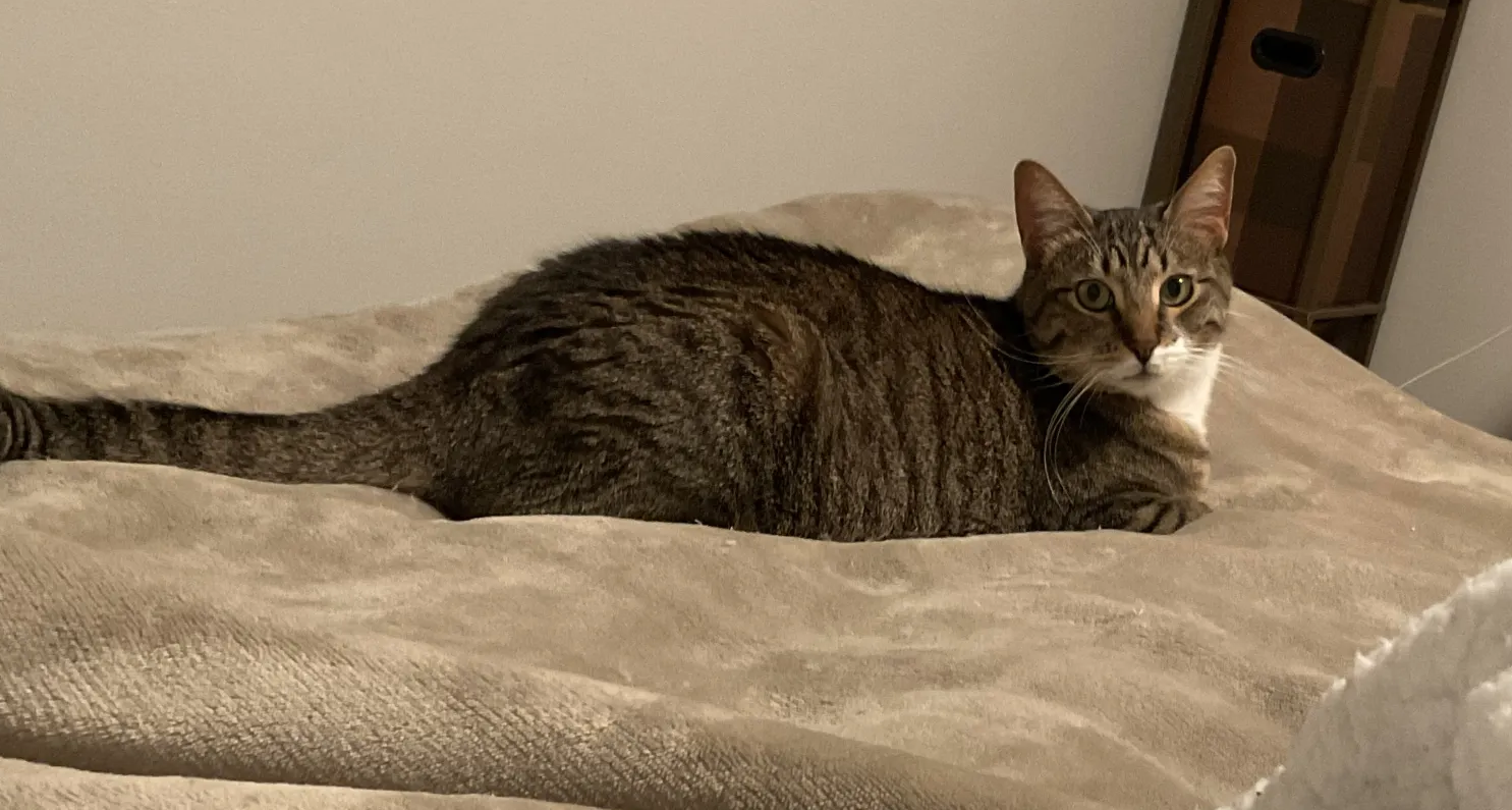 relaxed tabby cat stretched out in bed