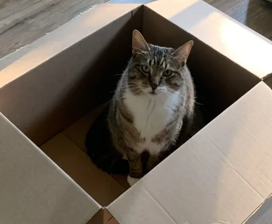 cute tabby cat in a cardboard box