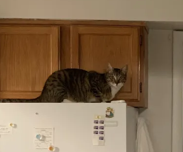 curious tabby cat sitting on a fridge