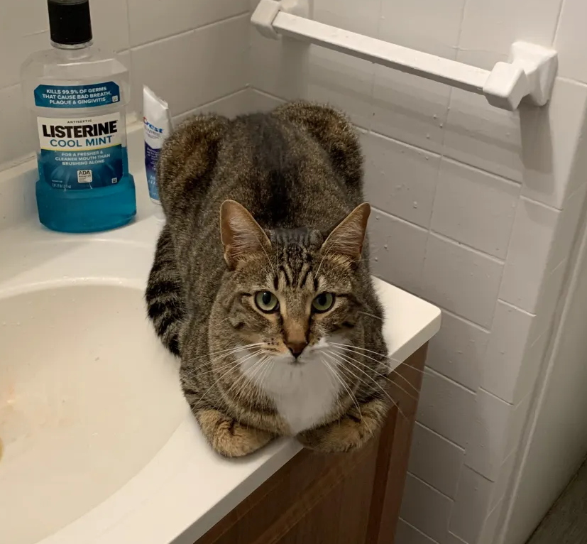 adorable tabby cat loafed on a sink