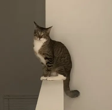 cat on the stairs